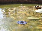 Solar Powered Water Pump Fountain Pond Pool Bird Feeder Watering System 799493459715